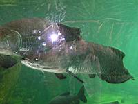 Arapaima, Arapaima gigas (fam. Osteoglossides)(ord. Osteoglossiformes)(Am. sud) (Photo F. Mrugala) (6)